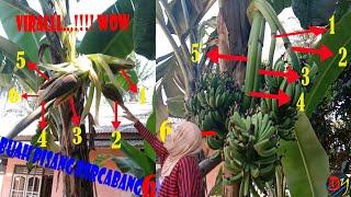 ViraLL !! Buah Pohon Pisang Bercabang 6_ gegerkan warga