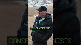 Howling Like a Wolf in Yellowstone