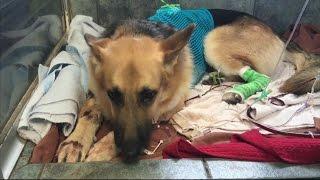 Florida Rescue Dog Saves Daughter of New Owner's Life