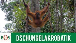 Dschungelakrobatik| BOS | orangutan.de