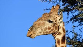 Kgalagadi Transfrontier Park - Giraffes - February 2020