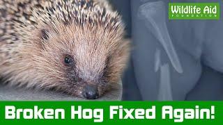 HEDGEHOG gets life-saving surgery!