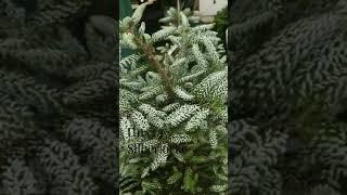 #ландшафт #garden #садовийцентр