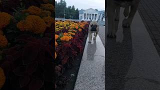 Прогулка в центре #французскийбульдог #frenchbulldog #собака #щенок #бульдогмарсельвнуколигарха #pet