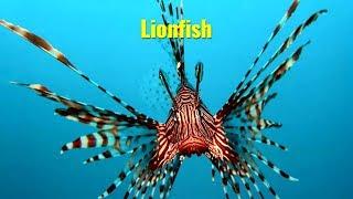 Lionfish (Pterois)