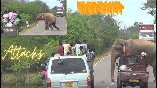 Huge Elephants Attack  රාජු සහ කණේහිලා සටන
