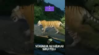 Detik-detik penampakan harimau Sumatera #shorts #animals #tiger