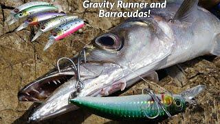 Barracudas in rough and calm sea, with Gravity Runner 100 (55gr) So easy fishing!  