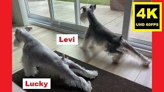 YOGA Schnauzer Style - Miniature Schnauzer Brothers