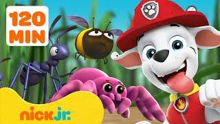 PAW Patrol Bug Rescues & Adventures!  2 Hours | Nick Jr.