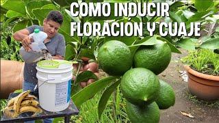 Poderoso abono CASERO para inducir floración abundante y cuaje en Frutales.