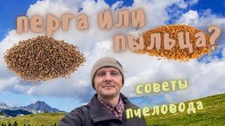 перга или пыльца что полезнее?