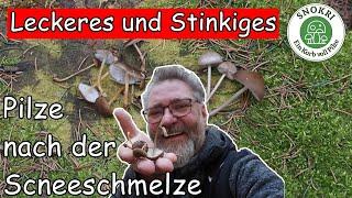 Pilze nach der Schneeschmelze - Leckeres und Stinkiges - März 2023