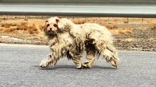 "Come here, I'll raise you", the stray dog stopped when he heard the human call