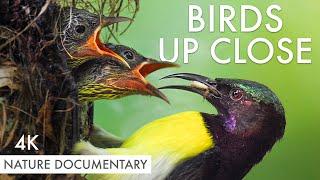 The Incredible World of SUNBIRDS - Part Of The Flock Ep. 5 | Nature Documentary & Bird Photography