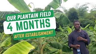 EVALUATING PLANTAIN FIELD 4 MONTHS AFTER ESTABLISHMENT/ Plantain farming/ how to establish plantains