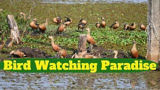 Kerala Bird Watching  ( Part 1 )  / Secret Place / KUMARAKOM Bird Watching Paradise