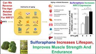 Sulforaphane Extends Lifespan, Increases Muscle Strength And Endurance