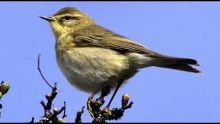 Willow Warbler Bird call Bird song