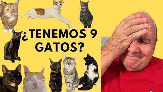 ¿Tenemos 9 gatos?