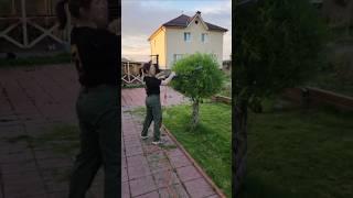 Ивы на участке