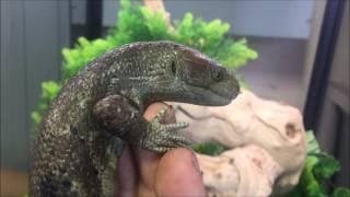 Juvenile Prehensile Tailed Skink at LLLReptile