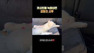 완전 편하다개~~ 강아지 시절 시루 #2개월강아지 #진도믹스 #시고르자브종 #강아지성장일기 #반려견 #가족 #드라이브