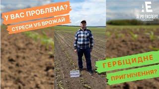 Що Робити, Якщо Ваші Посіви Страждають від Стресу? Вітазим Має Потужну Антистресантну Дію на Рослини