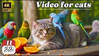 Ultimate Cat TV for Cats to Watch | Birds Chirping & Squirrels Playing | 6 Hours of Relaxation