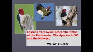 Red-headed Woodpeckers in WI - Backyard Naturalist Lecture Series