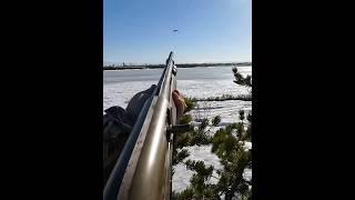 Снежный гусь охотится на мумкин хай водяных гусей#birdhunt#snowgoose#охота #duckhunt #hunting
