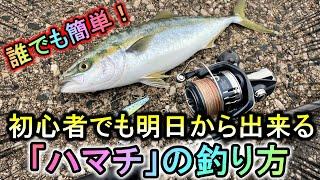 【実釣解説】すぐに出来る！堤防の人気青物「ハマチ」を初心者が釣るコツとやり方【ライトショアジギング】