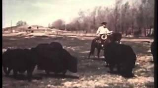 Angus Cattle History: Mr. Black Beef Builder