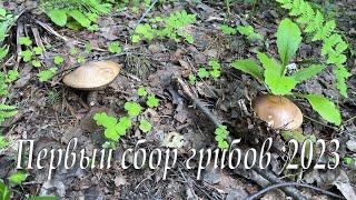 Первый сбор грибов 2023 | First mushroom pick 2023