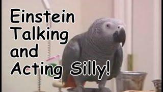 Einstein the Parrot talking and acting silly.