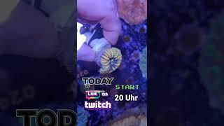 www.twitch.tv/nautilusaquaristik #aquarium #fish #hobby #meerwasser #meerwasseraquaristik