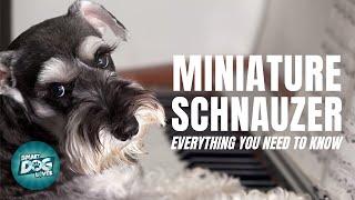 Miniature Schnauzer Dog Breed Information | Dogs 101 - Miniature Schnauzer Puppies to Adults