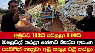 අමුවට 112යි වේලලා 140යි | ඕලෙවල් කරලා හේනට බැස්සා | පැසිෆික් ගැහුවා අලි කැලෑ එළි කරලා