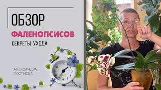 Обзор фаленопсисов | Секреты ухода за орхидеей в домашних условиях | Моя коллекция орхидей