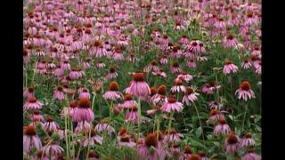 Healing Quest: Echinacea Immune System Research