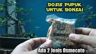 APLIKASI PUPUK OSMOCOTE UNTUK BONSAI || JANGAN SAMPAI SALAH PUPUK