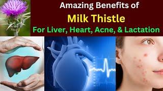 Benefits of milk Thistle | Milk thistle for liver, heart, lactation | Silymarin benefits