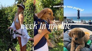 I ADOPTED A PUPPY!! bringing home an 8 week golden retriever, 48 hours in our lives