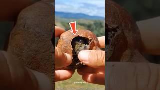 A Tiny Life Hidden in a Dried Fruit  #bird #rescue #animals #shorts