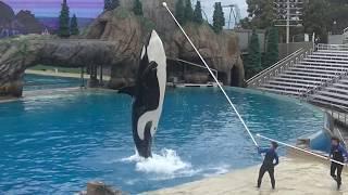 Shouka "kicker" training session - March 14, 2020 - SeaWorld San Diego