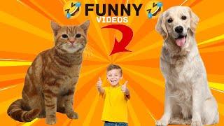 Funny Animals Cats and Dog Video Part 1 l M S family Funniest