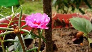 Japanese Rose Blooming Timelapse #flowerlover #timelapse