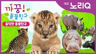 까꿍! 듬직한 동물친구ㅣ자연관찰ㅣ대교 노리QㅣBabies&KidsㅣPikaboo! Animal friendsㅣDaekyo noriQ