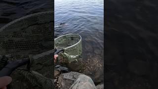 Ох уж эти цапли,  рыбалка на жереха! #fishingvideo #рыбалканаспиннинг #жерех
