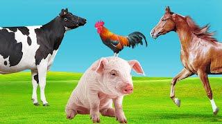 Animals that live on the Farm - Sound of Domestic Animals